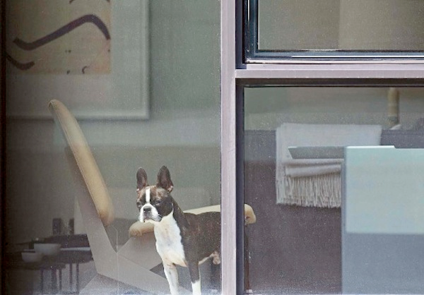 Dog through window photograph